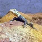 Common Agama