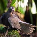Vasa Parrot