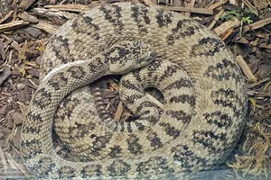 North Pacific Rattlesnake