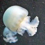 cabbagehead
