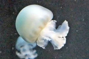 cabbagehead