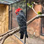 Gang-gang Cockatoo