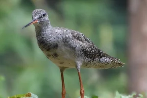 Zwarte ruiter
