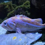 canary rockfish