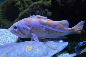 canary rockfish