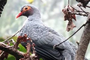 Nieuw-Guinese Bergduif
