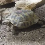 Asia Minor Tortoise