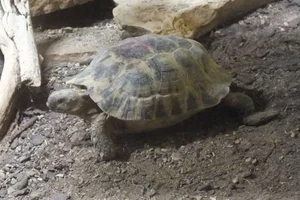Moorse landschildpad