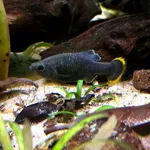 Tequila Splitfin