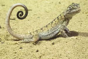 Przewalski's Toadhead Agama
