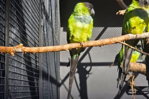 Nanday parakeet