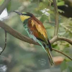 Bee-eater