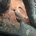 Heath Monitor