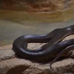 Western Montpellier Snake