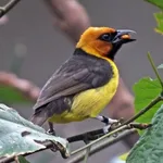 Black-necked Weaver