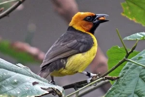 Zwartnekwever