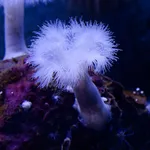 Clonal Plumose Anemone