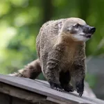 South American Coati
