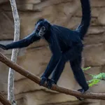 Colombian Black Spider Monkey