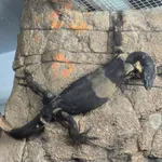 Lace Monitor