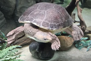 White-bellied Snapping Turtle