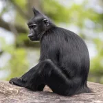 Black Mangabey