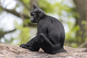 Kuifmangabey