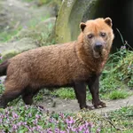 Bush Dog
