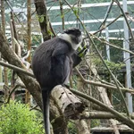 Red-bellied Monkey