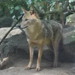 Golden Jackal