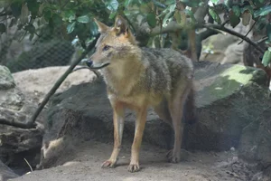 Goudjakhals