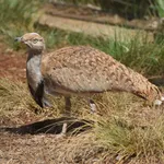Houbara Bustard (North African)
