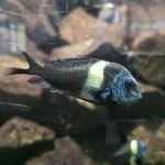 white-spotted cichlid