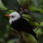 Black Bulbul