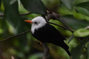 Himalayaanse Zwarte Buulbuul