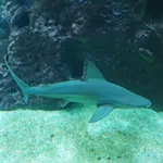 Sandbar Shark