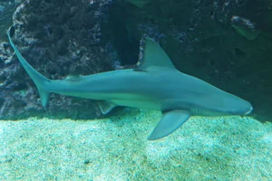 Atlantischer Braunhai