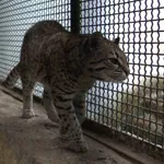 Geoffroy's Cat