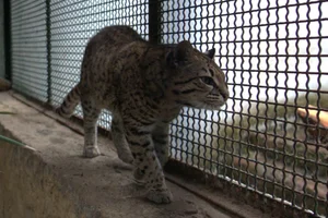 Geoffroy's kat