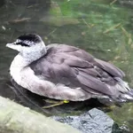 Asian Cotton Pygmy Goose