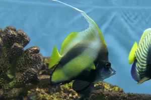Rotmeer-Wimpelfisch