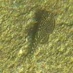Sewellia lineolata (Valenciennes, 1846)