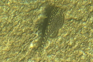 Prachtflossensauger