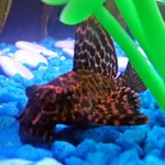 Pterygoplichthys gibbiceps