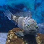 Emerald rockcod