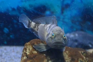 Emerald rockcod