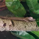 frilled leaf-tail gecko