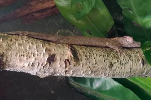 Henkels bladstaartgekko