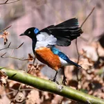 Superb Starling