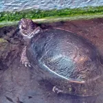Bog Turtle